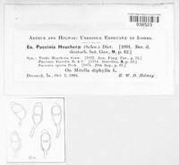 Puccinia heucherae image